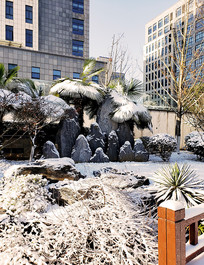 ��ѩ���ǵ��Ϲ���ֲ