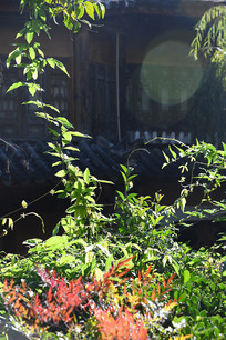 �����ų������ֲ