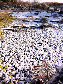 �����Ű�ѩ��С��԰ 