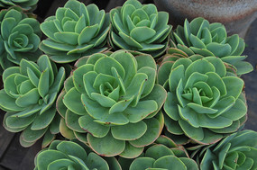 佛肚竹园林观赏植物枫香树北京世园会植物馆观赏植物观赏植物紫杯苋