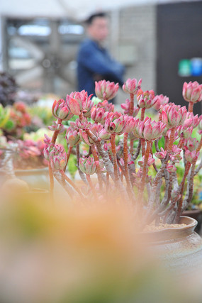 ��ɫ����