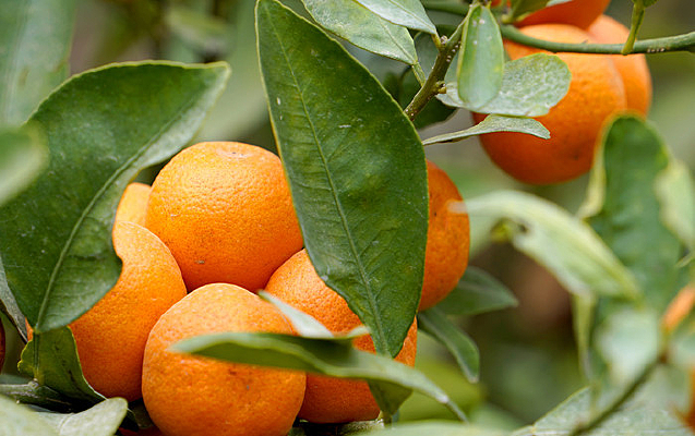 �ļ��۹�ʵ����