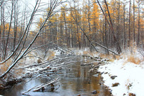 �ֺ���ɫ����ѩ��