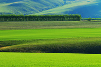 ��ɫ����Ұ