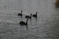 ��ֻ�����