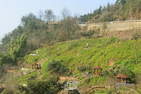 �ɶ���Ȫɽɭ�ֹ�԰һ��ƽ̨ 