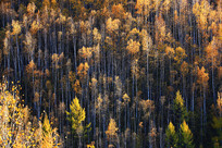 ����ï�ܵĽ�ɫ����