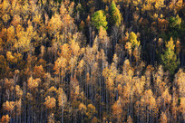 ��ɫ������ 