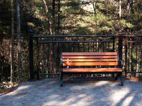 ɭ����һ�ѿ��ŵ�����