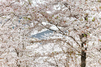 �ձ���Ħ����