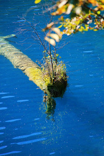 ��կ����ľ