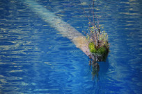 ��կ����ľ