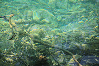 ��կ����ľ�ӵ�