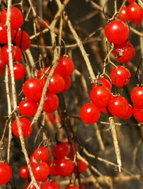 ������ʵ 