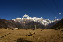 ��ԭ�������Ұ