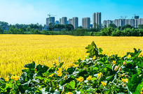 ������յĽ�ɫ����