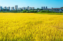 ��ɫ����