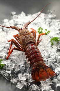 ������Ϻ