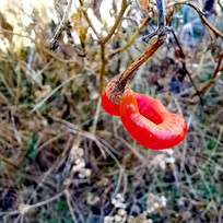 ��ɫ���� 