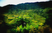 ����ʢ��