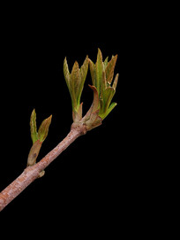 ���췢ѿ����