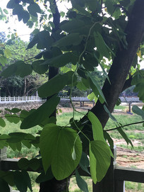 ���Ͼ���Ҷ��