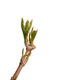 ֦ͷ��ѿ����