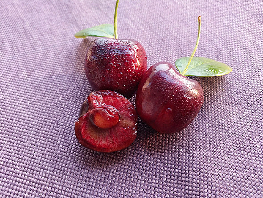 ���ڳ�����