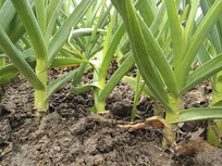 ��������д