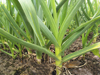 ������ֲ