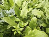 ������Ҷ�߲�