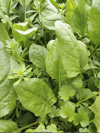 �����ʲ���