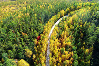 ���˰����ɫ�ֺ���·�����ģ�