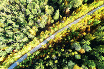 ���Ĳ�ɫ�ֺ���· 