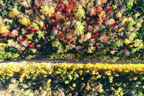 ���Ĵ��˰������ɽ· 