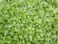 ����ͷ�߲�ͼ