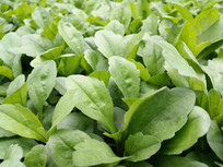 �������ͷ