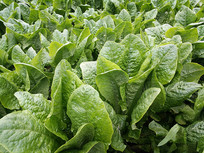 ����ݫ��