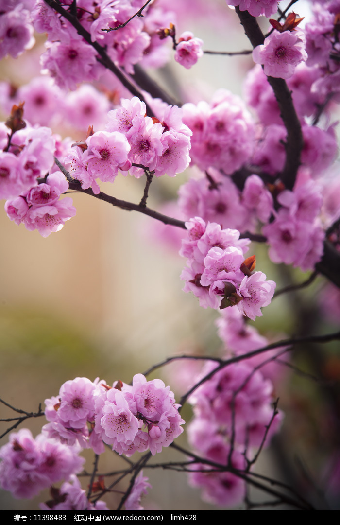 李子花图片