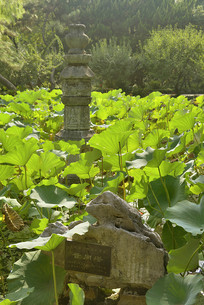 �Ϻ����԰�����δ�����-��ͬ��