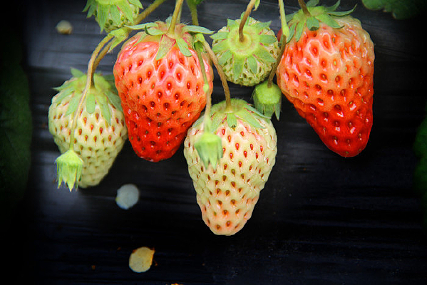 ���Ͳ�ݮ��д