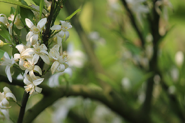 ��ɫ��Ȼ���д