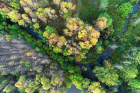 ���Ĵ��˰���ɭ��СϪ�ﾰ