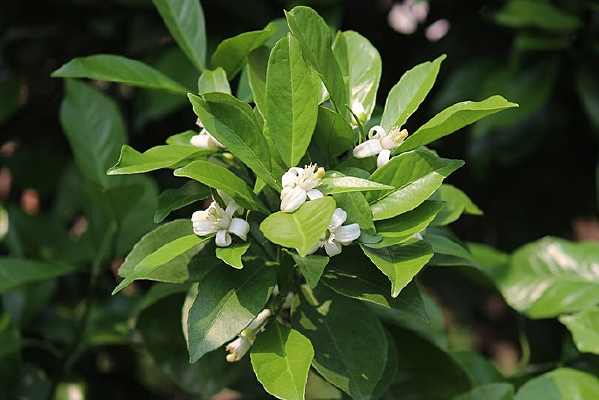 ��Ȼ�ʢ����д