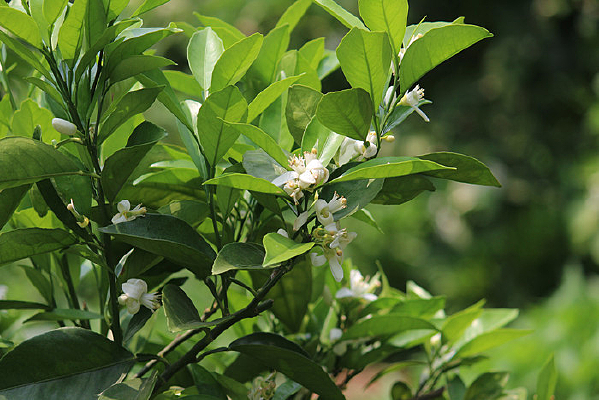 ֦ͷ��Ȼ���д