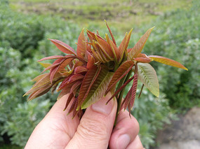 ����ʳ���㴻