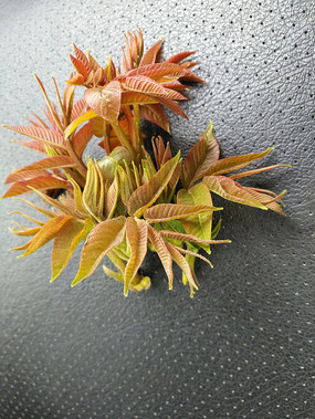 �����㴻��д