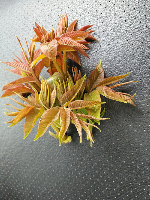 �����㴻��д