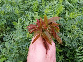 �����㴻ѿ