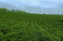 ͸�ղ�ɽ��԰ͼƬ